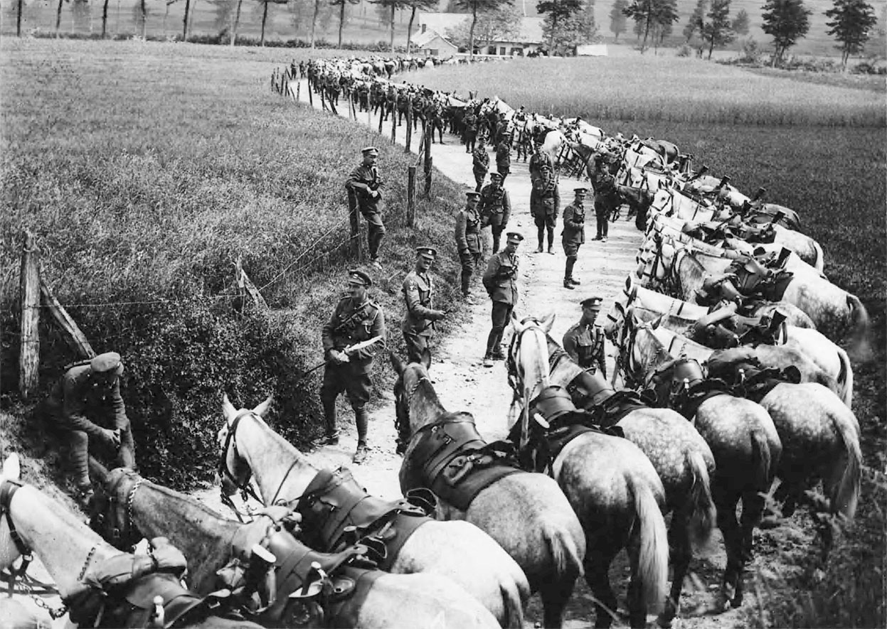 world-war-i-animals-horses-michelle-ule-author